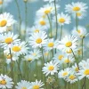 Frokostserviet - 3-lags 33x33cm 1/4 fold - Margueritter - Flerfarvet - 240 stk