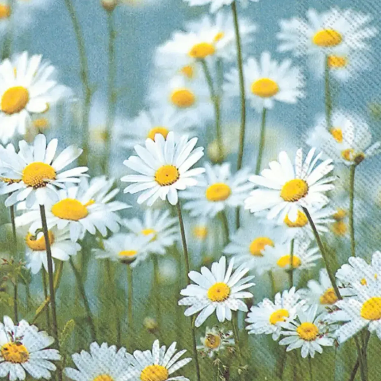 Frokostserviet - 3-lags 33x33cm 1/4 fold - Margueritter - Flerfarvet - 240 stk
