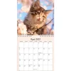 Vægkalender mini - Kattekillinger - 160x164mm - Spiral - 2027 - Mayland - 27066400
